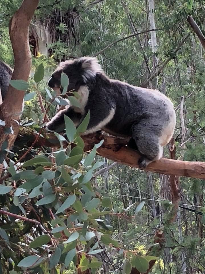 koala tidbinbilla Canberra