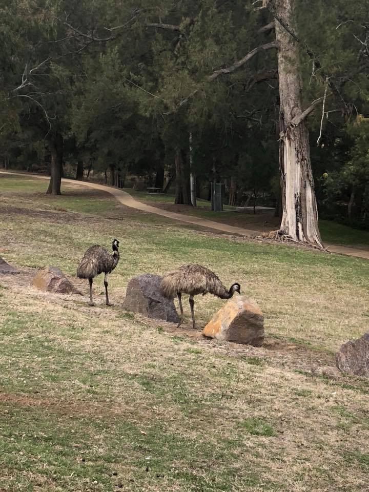 emus near Canberra Australia