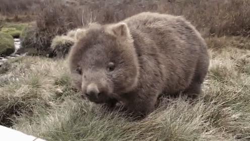 wombat stolen off the internet
