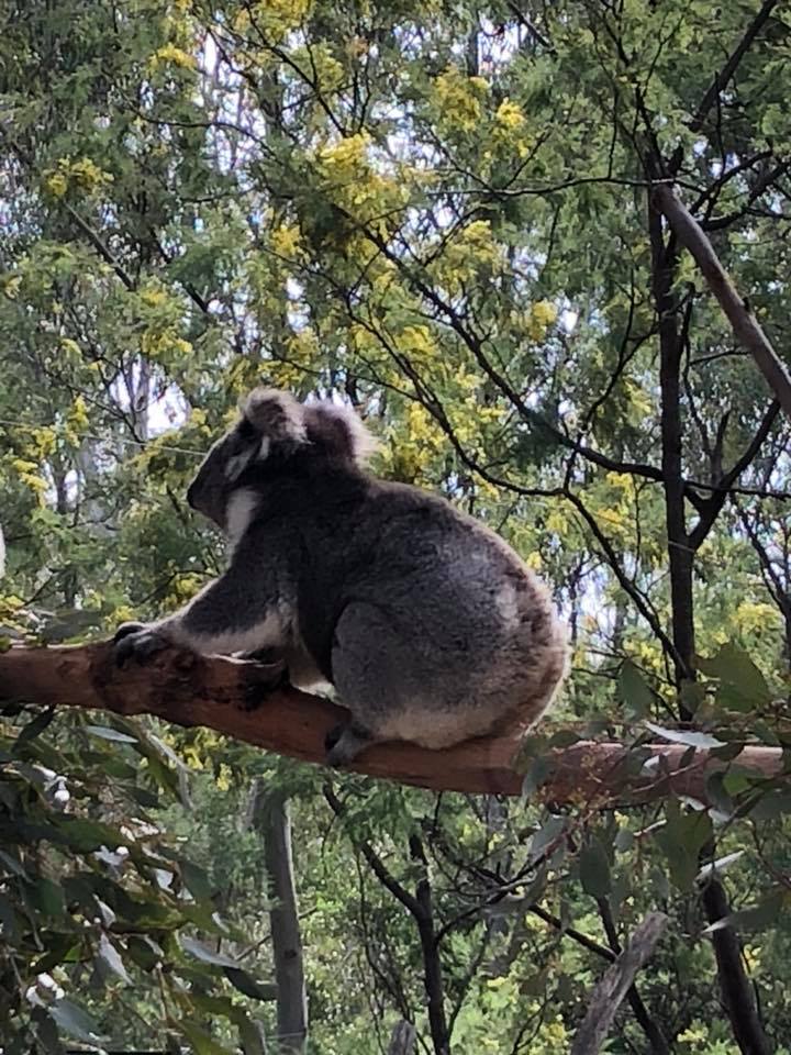 koala Canberra australia