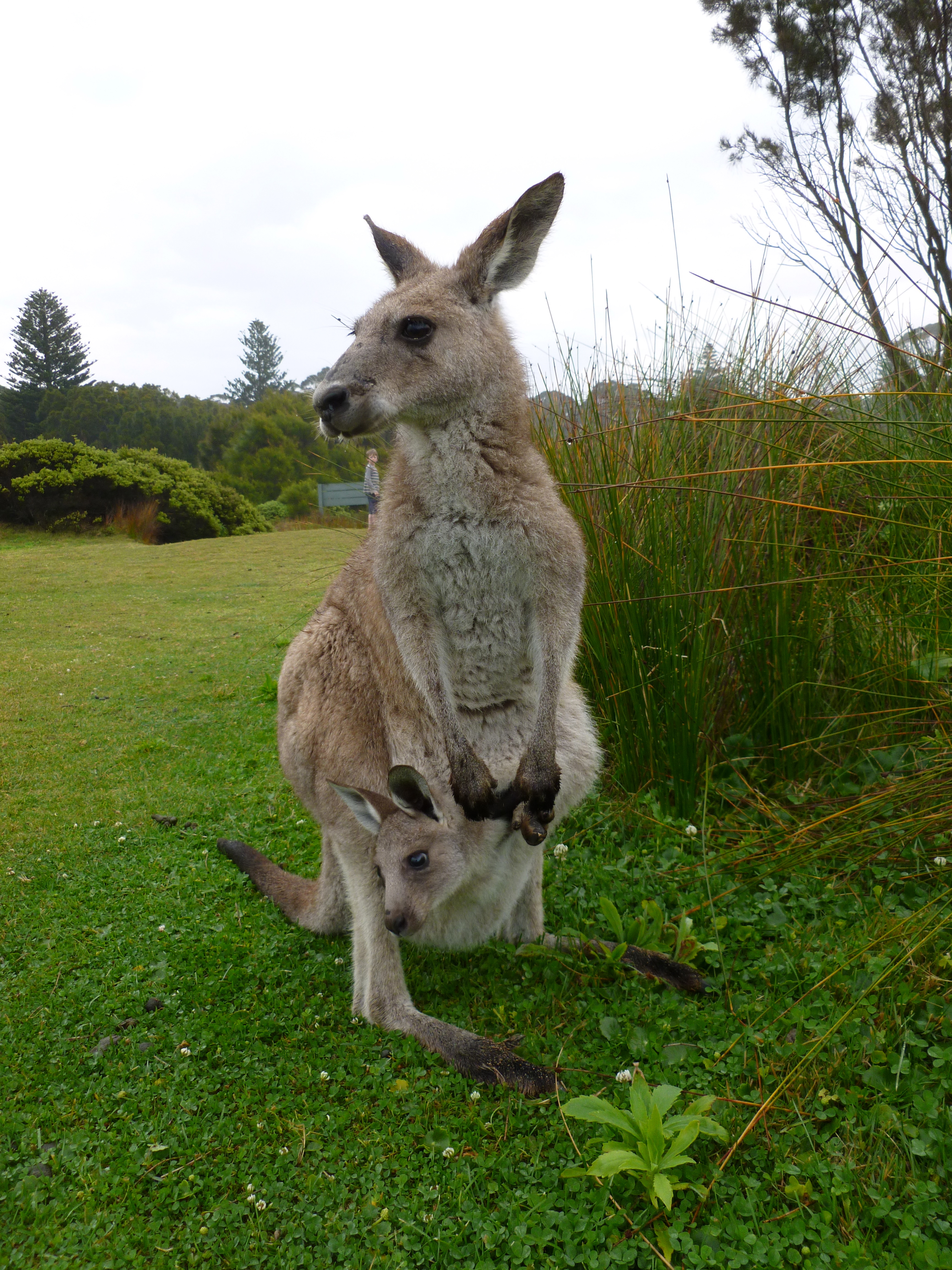 kangaroo and joey, NSW