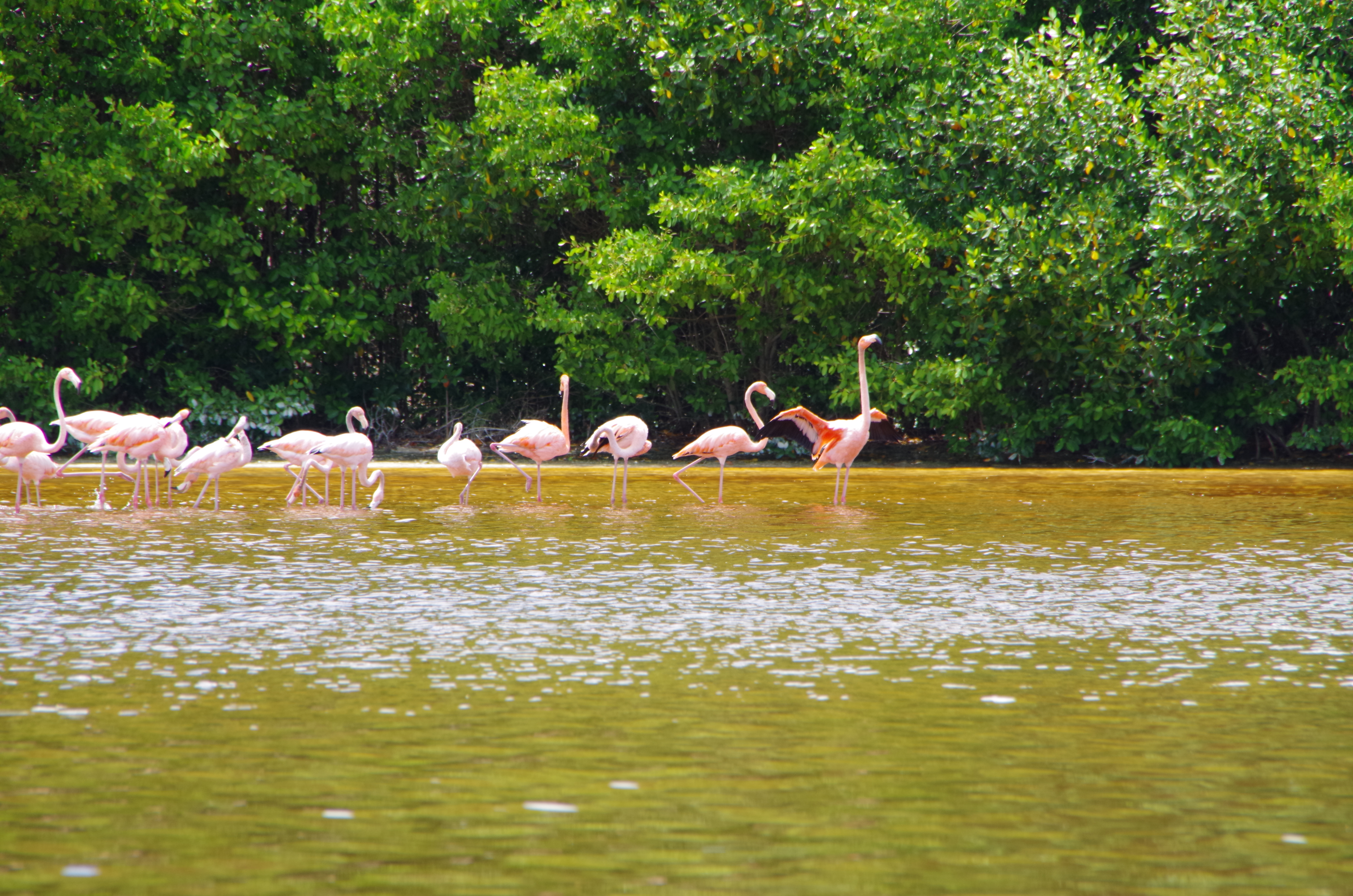 flamingo Celestun Mexico