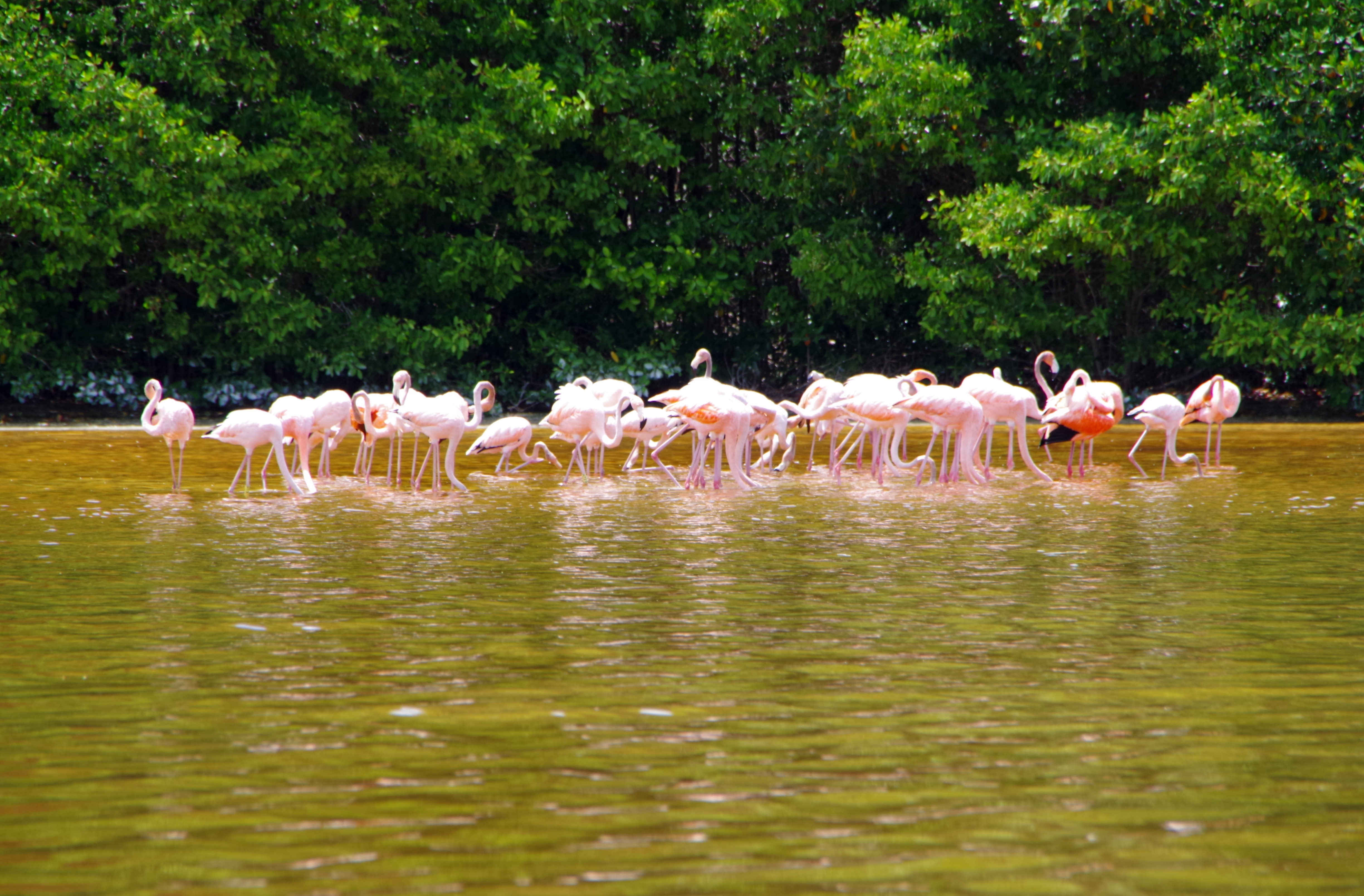 Flamingo flamingoes celestun Mexico