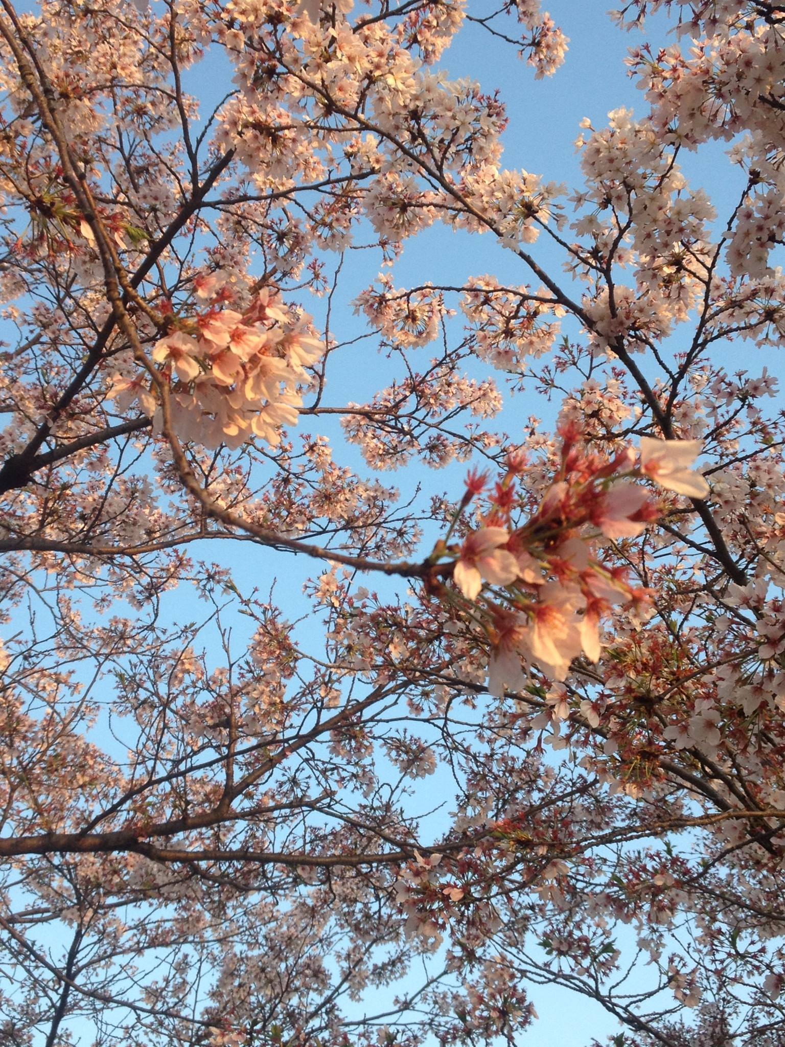 cherry blossoms evening hiroshima