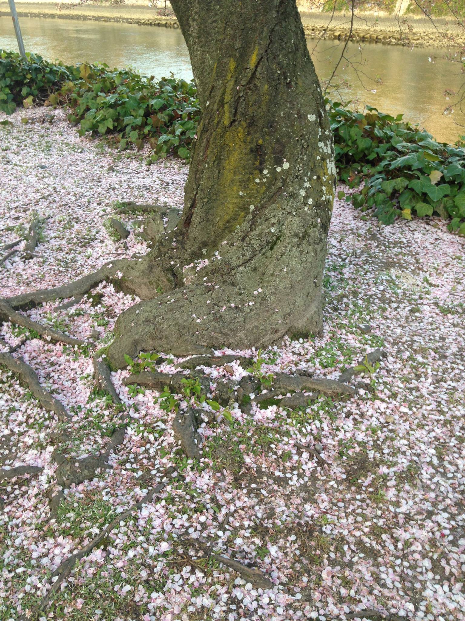 cherry blossoms under tree hiroshima