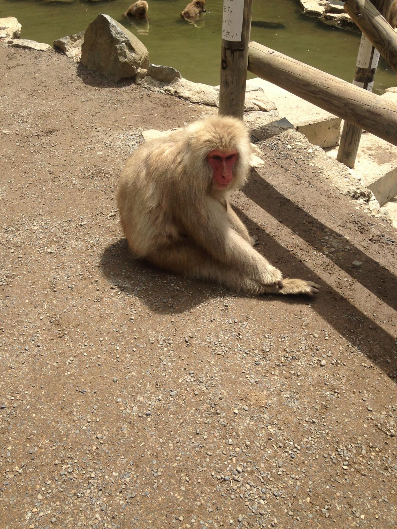 macaque snow monkey onsen in background