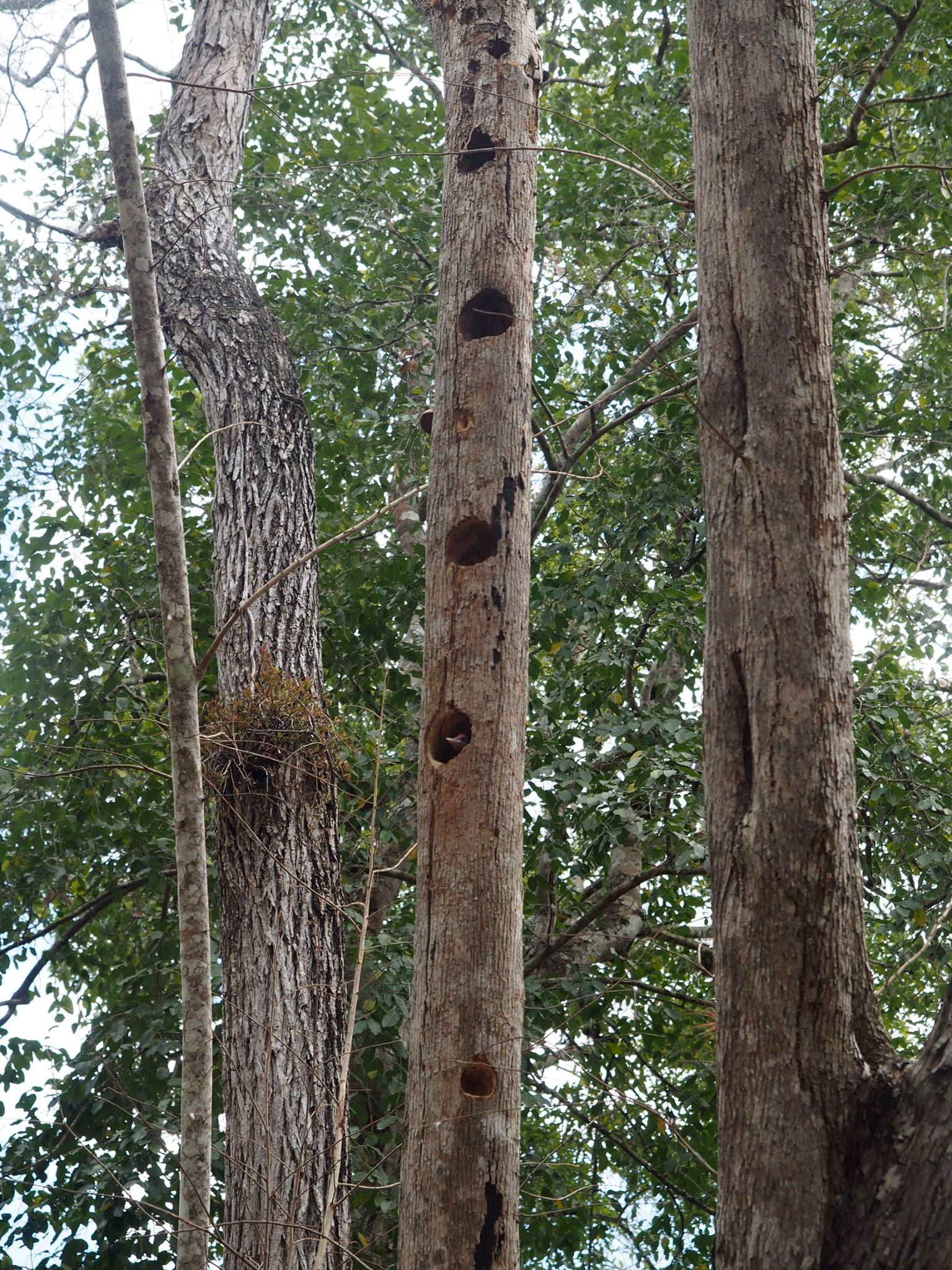 woodpeckers of calakmul