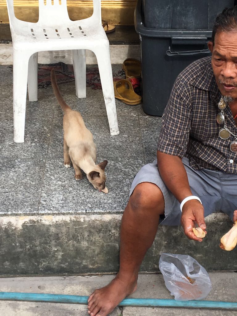 thai pussy cat bangkok and man