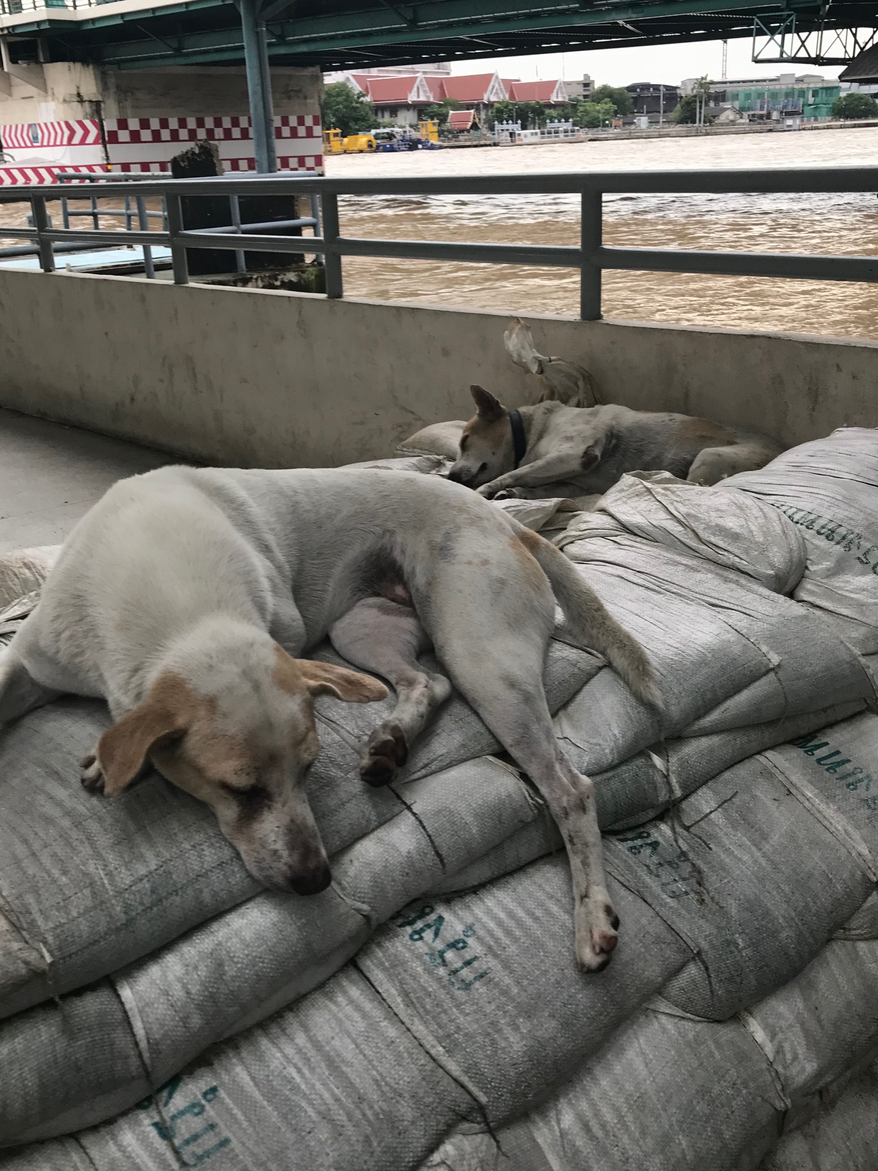 thai dogs sleeping by river bangkok