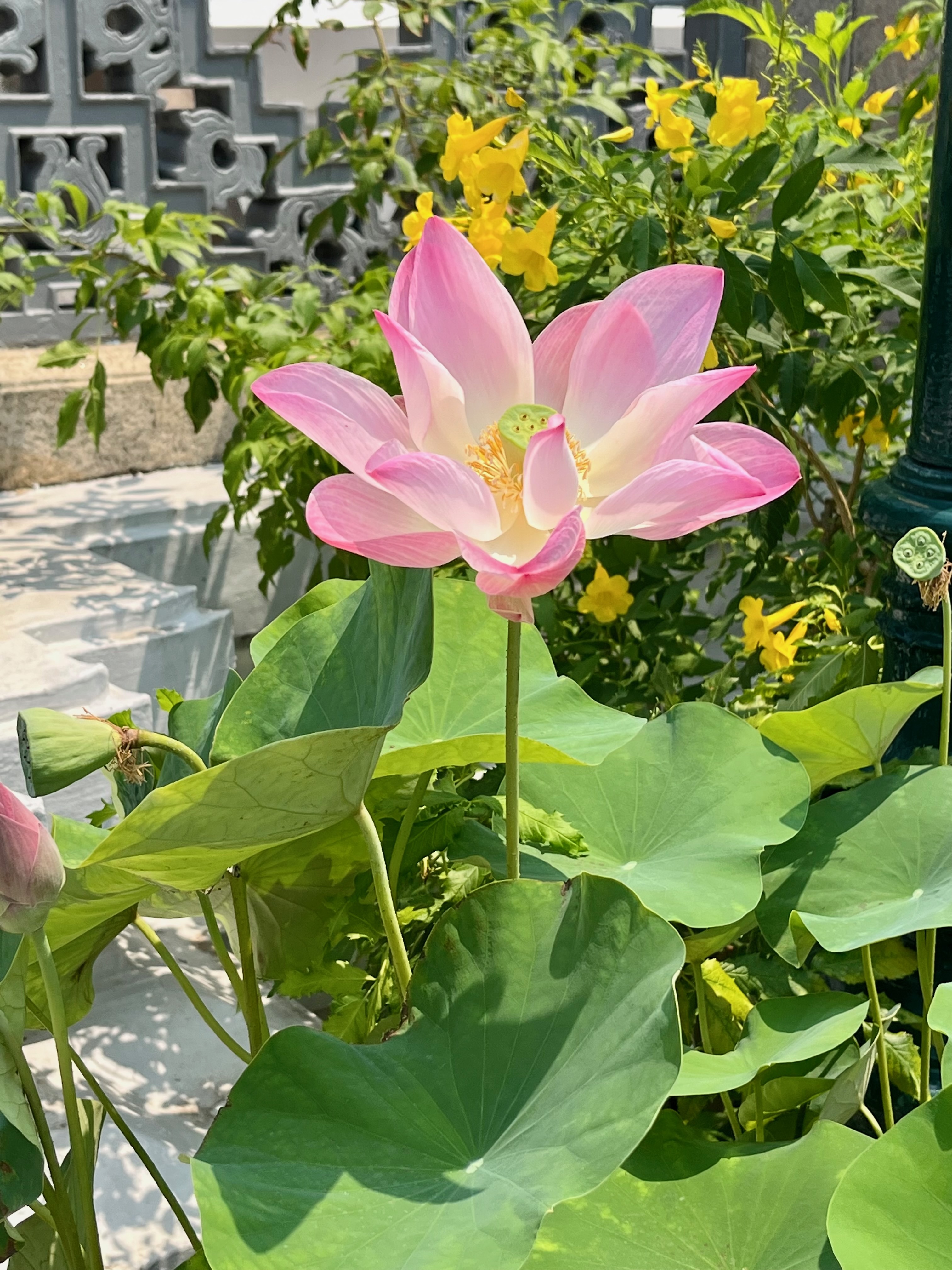 lotus flower grand palace Bangkok