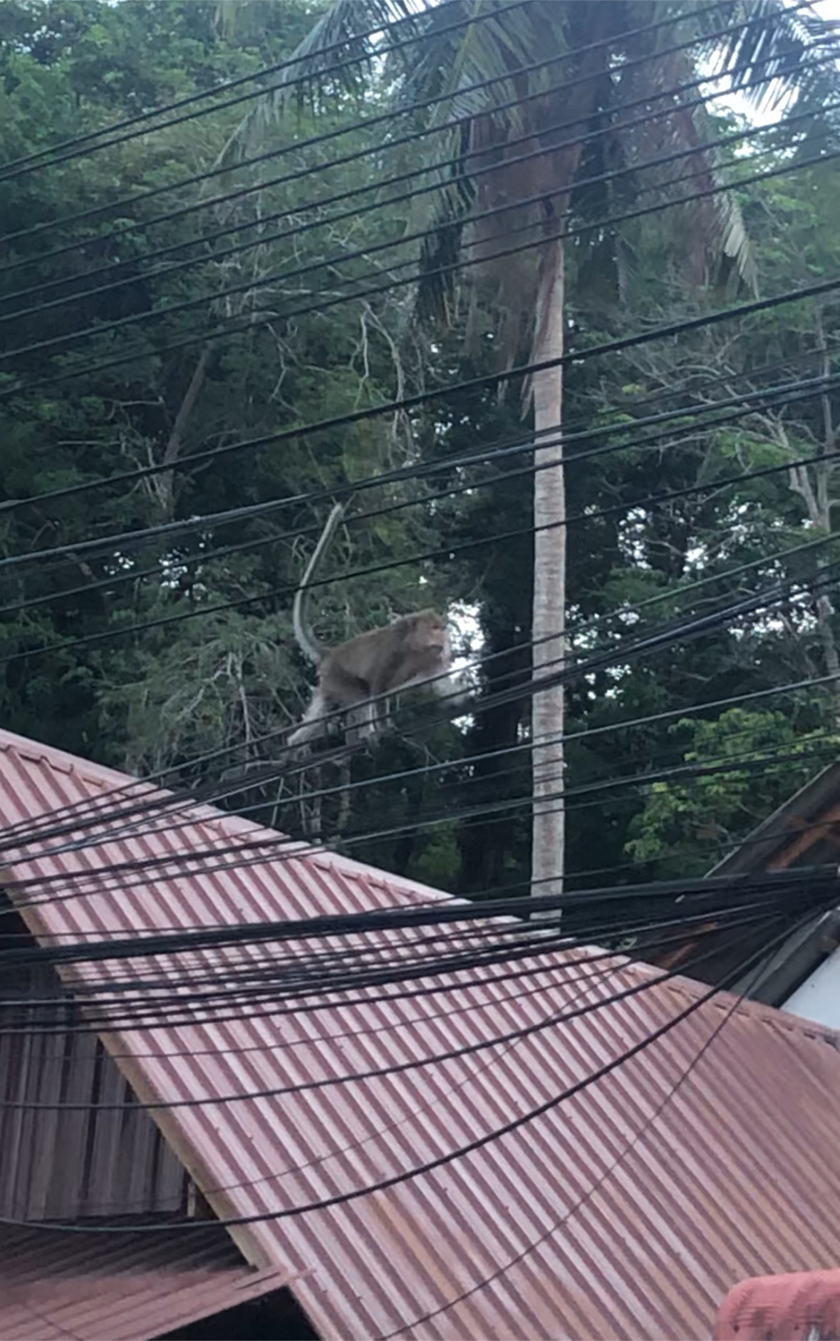 monkey on wire Koh Chang