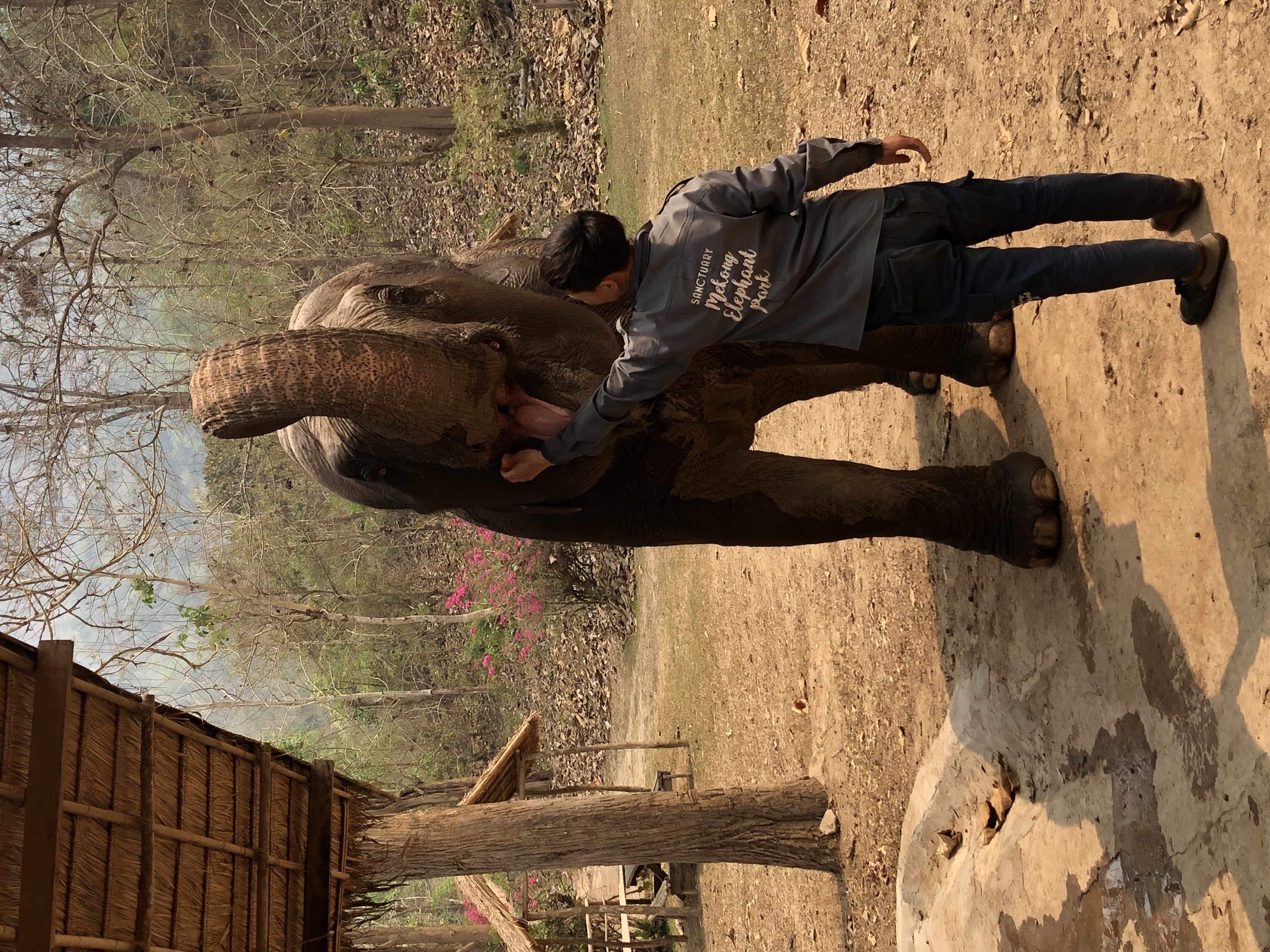 mekong elephant park pak beng laos