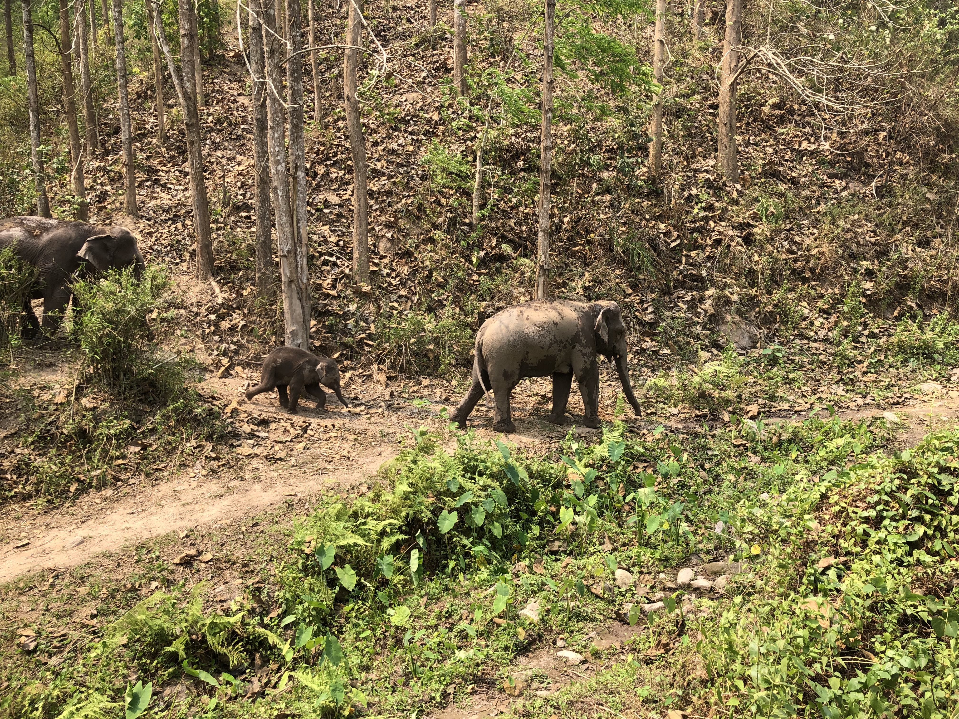 mekong elephant park Bauo